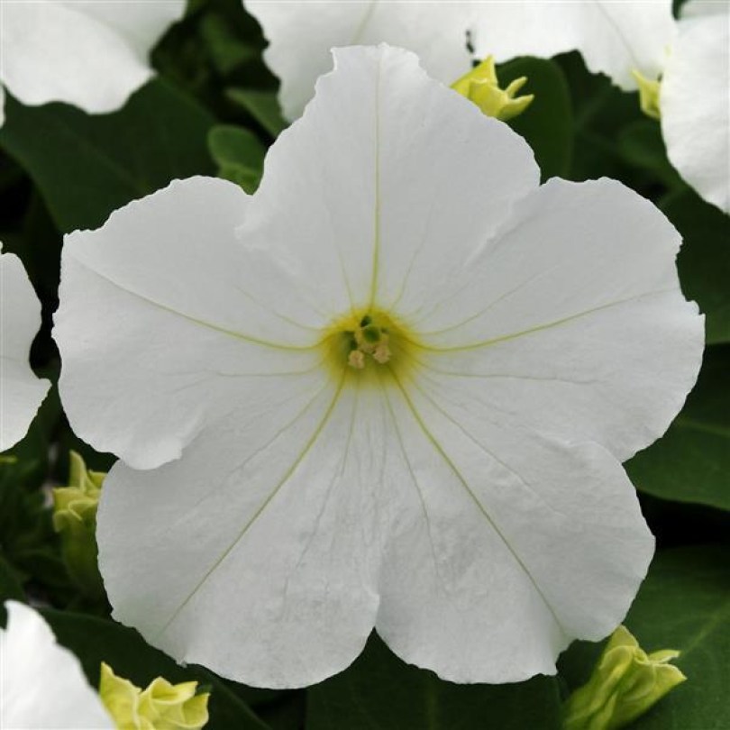 Ez-Rider White